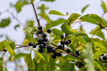 Glossy buckthorn berries or fruit growing on the bush in August