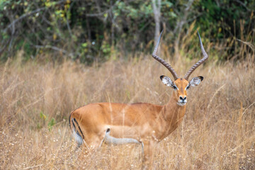 Thomson's gazelle, tommy antelope, Eudorcas thomsonii, Akagera National Park