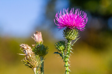 The bright purple flower of the carduus acanthoides, known as the spiny plumeless thistle, welted thistle, or plumeless thistle in front of the dark forest background