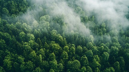 Fototapeta premium Harnessing nature's power effective strategies for achieving net zero carbon transformation and sustainable transition