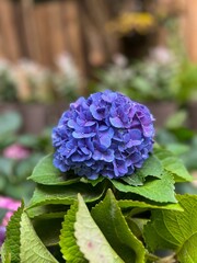 Vibrant purple hydrangea bloom in garden.