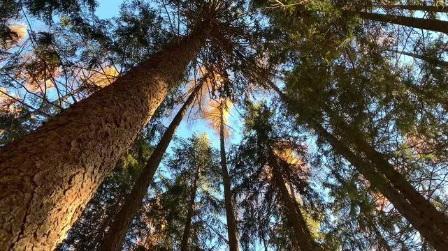 trees swaying in the wind and sky