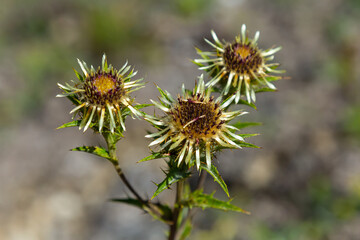 Carlina biebersteinii plant at field at nature. Carlina vulgaris or Carline thistle, family Asteraceae Compositae. Carlina corymbosa