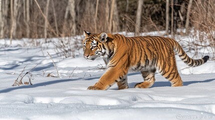 Obraz premium A Siberian tiger stealthily stalking through deep snow in a forest. The rich orange of its fur stands out against the white landscape