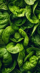 Obraz premium Close-up of Fresh Green Lettuce Leaves: Organic Vegetable Texture