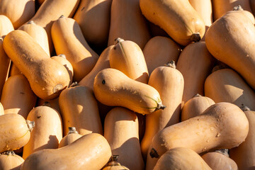 Lots of bottle gourds in a pile