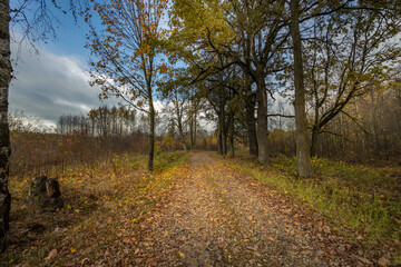 A path through a forest with trees and leaves on the ground