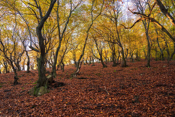 Obraz premium In the autumn forest, falling leaves. orange yellow leaves