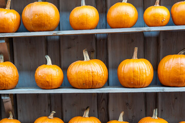 Beautiful Halloween pumpkins or red kuri squash 