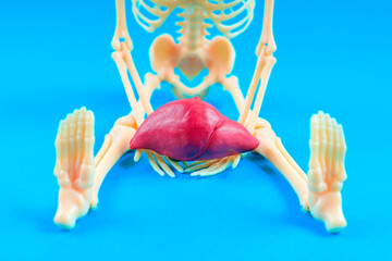 Skeleton Model with Liver on Bright Blue Background