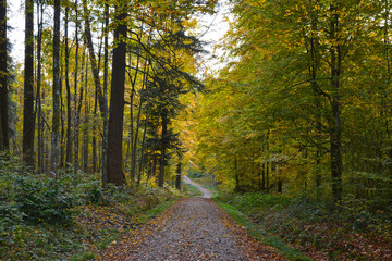 Wald,,  Waldweg,  Herbst