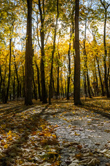 A forest with trees in the background and a path in the foreground
