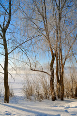 Winter forest landscape view, colorful winter forest trees near the forest river in sunny winter day