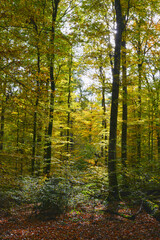 Buche,  Gemeine Buche,  Rot-Buche,  Fagus sylvatica L., Herbst