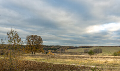 A field with trees and a cloudy sky