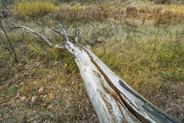 A large tree trunk is lying on the ground in a field