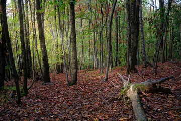 Autumn forest in the morning