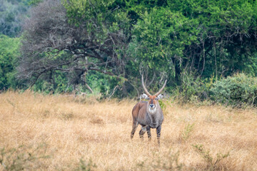 A closeup photo of Common waterbuck, Akagera National Park Rwanda