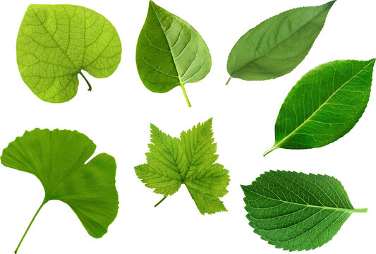 Set of assorted fresh green leaves from multiple tree and plant species arranged in a line and isolated on clean white background highlighting diverse natural shapes textures and lush foliage detail