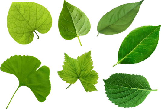 Set of assorted fresh green leaves from multiple tree and plant species arranged in a line and isolated on clean white background highlighting diverse natural shapes textures and lush foliage detail