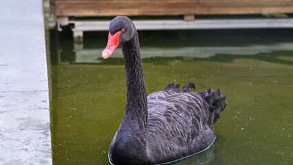 Obraz premium black swan on the water