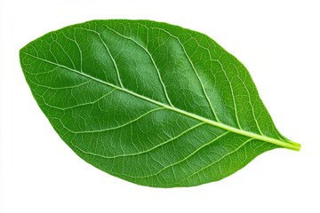 Obraz premium Fresh green leaf on a white isolated background.