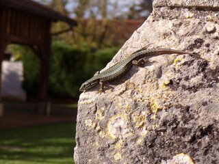 Lézard
