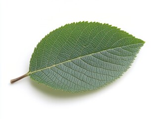 Green leaf isolated on a white background.