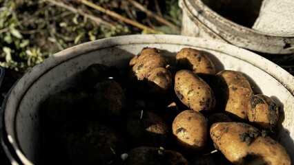 Freshly harvested potatoes lie in a rustic bucket under sunlight, showcasing their earthy texture