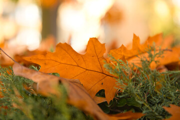 Orange autumn oak leaf in golden autumn light