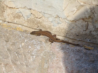 Lézard
