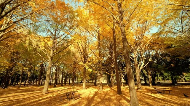 VIew of the sun rays through rows of ginkgo trees in a park.