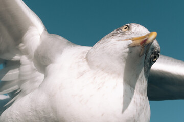 seagull in flight closeup