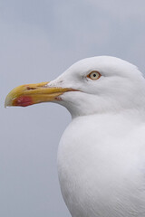 close up of a seagull