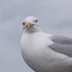 seagull