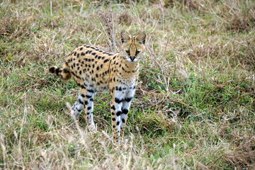 African Serval in the Serengeti