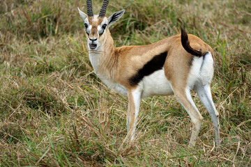 thomsons gazelle in the serengeti