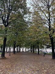 Naklejka premium gardens of a park with large trees