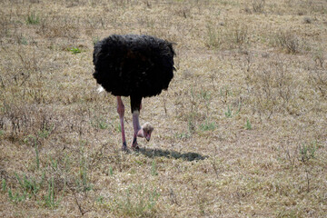 ostrich in the serengeti park