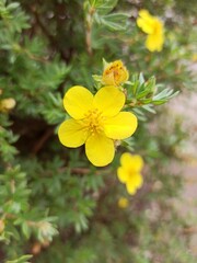 Fototapeta premium Shrubby cinquefoil, Golden hardhack, Bush cinquefoil, Potentille frutescente, Potentille arbustive - Dasiphora fruticosa - Rosaceae, Rosacées