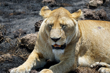 male and female lion lying in the savanna gras
