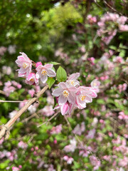 Deutzie Mont Rose, Magicien, Deutzia hybride - Deutzia hybrida - Deutzia hybride - Hydrangéacées, Hydrangeaceae