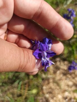 Field larkspur, Dauphinelle des champs, Dauphinelle consoude - Delphinium consolida - Renonculac&eacute;es, Renonculaceae
