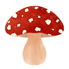 fly agaric mushroom, red mushroom illustrations, fly agaric mushroom isolated 