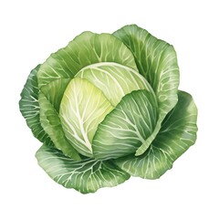 Fototapeta premium Fresh green cabbage with vibrant leaves in a natural, isolated setting. Perfect for healthy eating, cooking, or garden themes.