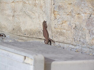 Lézard
