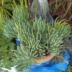 Fingertips, Lady fingers, Mission lettuce, San Diego dudleya, Dudléia - Dudleya edulis - Crassulaceae, Crassulacées