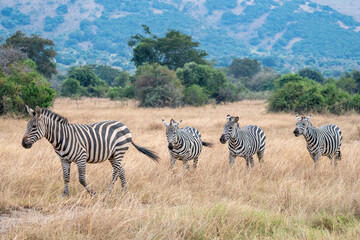 Obraz premium Zebras are standing together in a field filled, Akagera National Park Rwanda