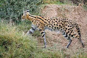 African Serval in the Serengeti