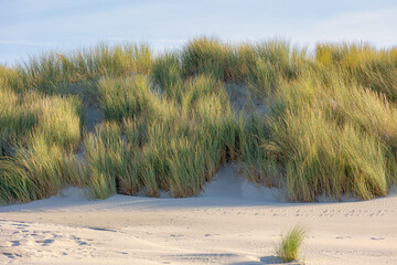 White sand beach at north sea coast, European marram grass (beach grass) on the dune, Ammophila...